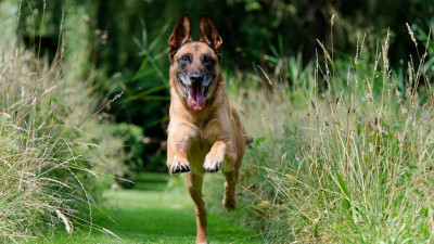 Владимир Путин подписал закон, запрещающий самовыгул домашних животных