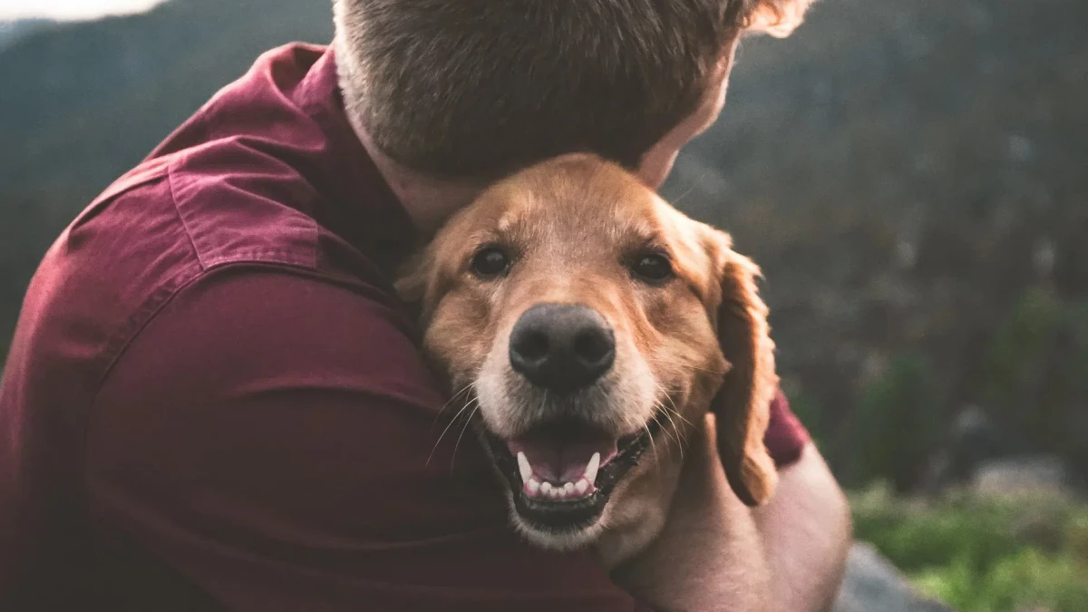 Зоопсихологи назвали способы правильного воспитания собак - tvspb.ru