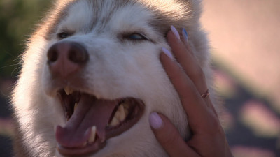 В Петербурге пройдёт благотворительный забег с собаками «Необыкновенный кросс»