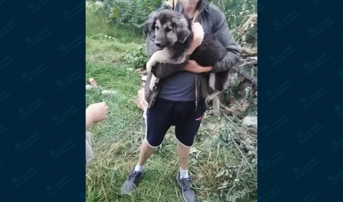 Спасатели Приозерска вытащили двух собак из под завалов дома - tvspb.ru