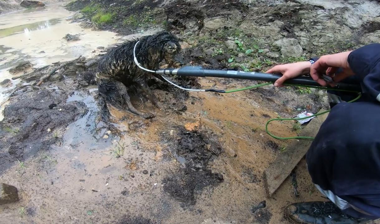 Собака в болоте. Собака спасет ребенка из болота. Рука спасающая из болота.