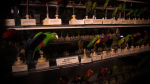 Пётр Первый — ещё и отец русской орнитологии.  Когда в России зародился интерес к певчим птицам?