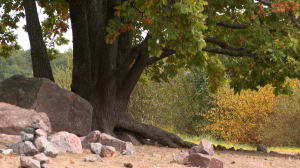 Геральдическое дерево с орехами: как живётся петровским дубам в Сестрорецке