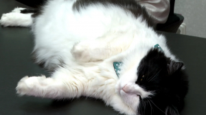 Яков Моисеевич Фишман. Как проходит день главного мурчальника Отдела по прокату репертуара Театра Эстрады имени Аркадия Райкина