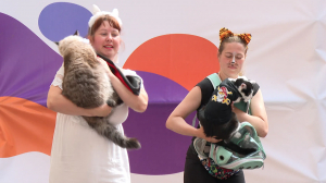 «Котики — наше всё!»: первый в истории «Забег петербургских котов» прошёл в выходные