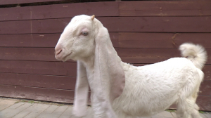 «Где-то в мире животных повесили объявление, что я принимаю всех»: Лариса Луста и её невероятные питомцы