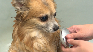 Моем чисто-чисто: секреты правильного и безопасного купания собак