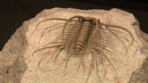 В поисках трилобита: в палеонтологическом парке каждый может оказаться в древней Пангее