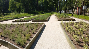 Репа в Монрепо: исторические огороды и лекарственные грядки возвращаются в Выборгский парк