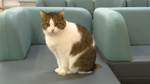 Магистр мурчальных наук: кошка Теша, объединившая студентов и сотрудников Политеха