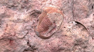 Палеотическое наследие Северной столицы. Окаменелости каких животных хранят здания в Петербурге