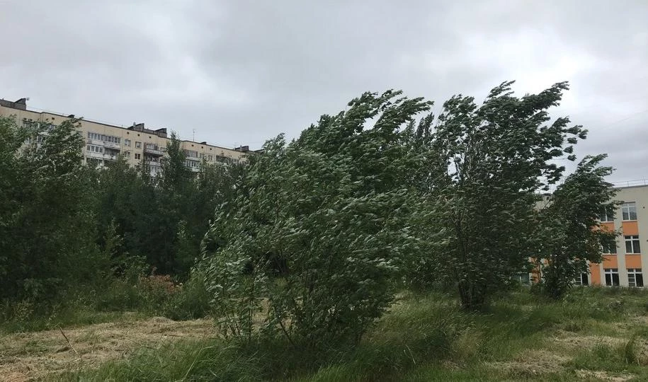 Петербуржцев предупредили о сильном ветре 23 сентября - tvspb.ru