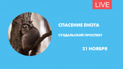 Как спасали застрявшего на дереве енота. Трансляция
