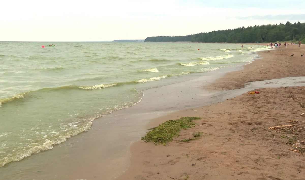 На Финском заливе из-за жары зацвели сине-зеленые водоросли - tvspb.ru