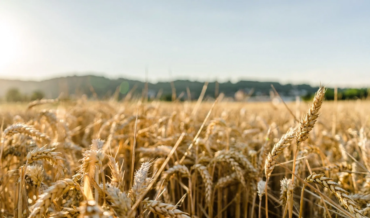 Эксперт спрогнозировал рекордный урожай зерновых в этом году - tvspb.ru