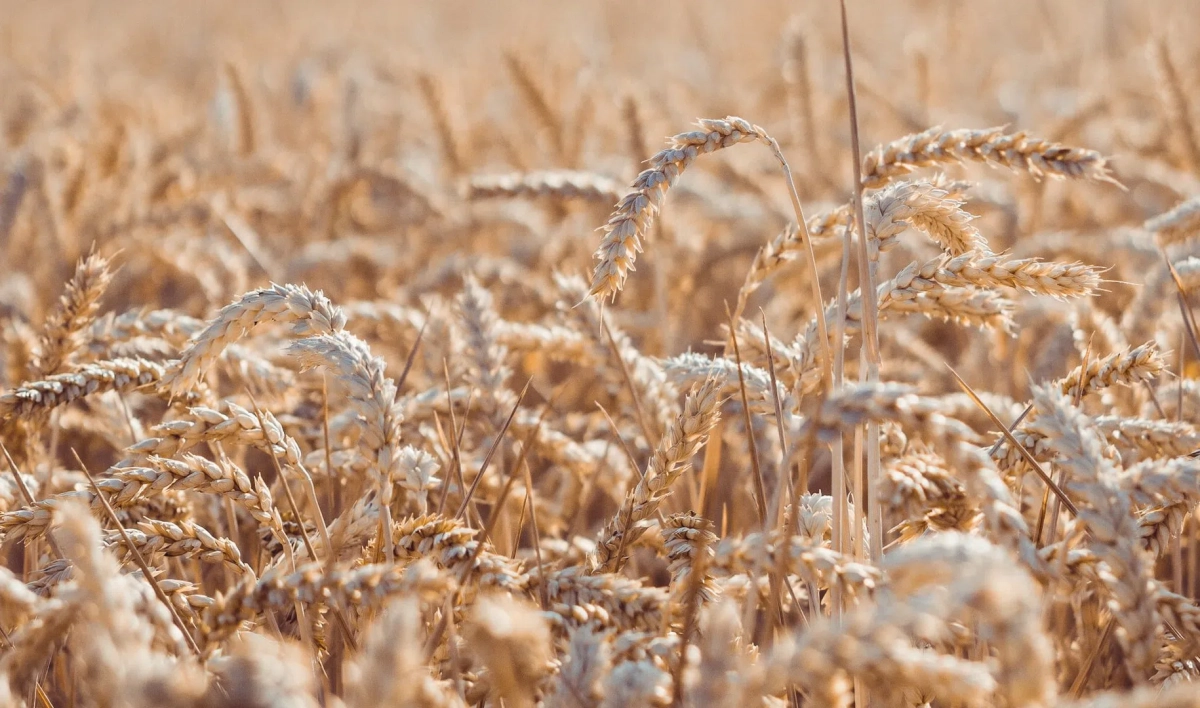 Россия планирует увеличить запасы пшеницы и ржи - tvspb.ru