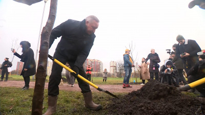 В рамках «Доброго субботника» Александр Беглов посадил в Полюстровском парке клен