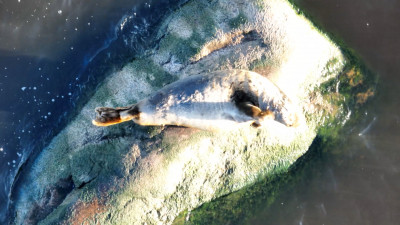Воскресный релакс: Петербуржцам показали тюленя, греющегося на большом камне