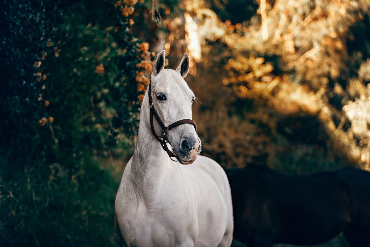 Эксперт объяснила, почему лошадям могут пригодиться кроссовки - tvspb.ru
