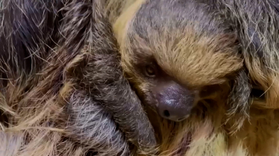 Петербуржцам предложили выбрать имя для ленивца из Ленинградского зоопарка