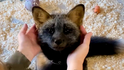 Ленинградский зоопарк показал нового крошечного жителя по имени Персей