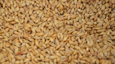 Россия экспортировала 15 млн тонн зерна по продуктовой сделке