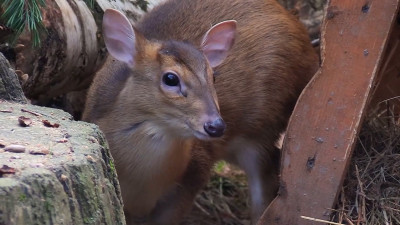 В Ленинградском зоопарке родился саблезубый оленёнок