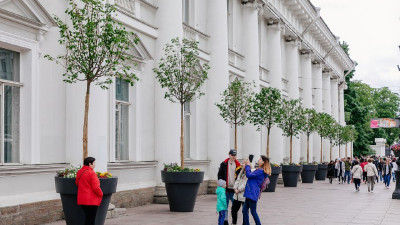 Стало известно, куда пропали деревья в кадках из центра Петербурга