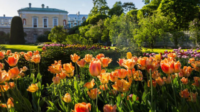 В Екатерининском парке высадили десять тысяч луковиц тюльпанов