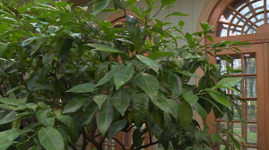 Нимфы — в деревянном футляре, лавры и цитрусовые – в оранжерее: как Летний сад готовится к зиме