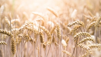 Ученые из Тимирязевской академии вывели новый сорт пшеницы