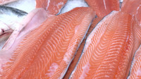 В России снизились цены на аквакультурного лосося