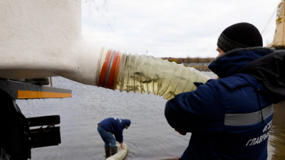 «Водоканал» выпустил в Финский залив 25 тыс. мальков судака