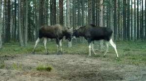 Лесные новости. Худые лоси после гона, сенокосцы, которые вовсе не пауки и древние злотоглазки
