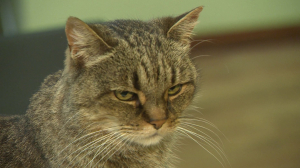 Кнопка и Ёжка — котохранители Петербургского музея кукол