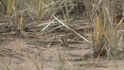Вестник морозов: арктического воробья встретили под Петербургом