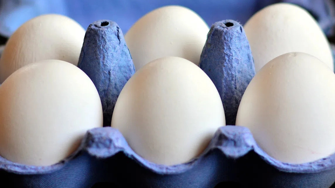 Экспорт яиц Ленобласти может добраться до Африки - tvspb.ru
