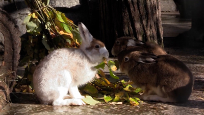 У зайцев-беляков в зоопарке Петербурга началась осенняя линька