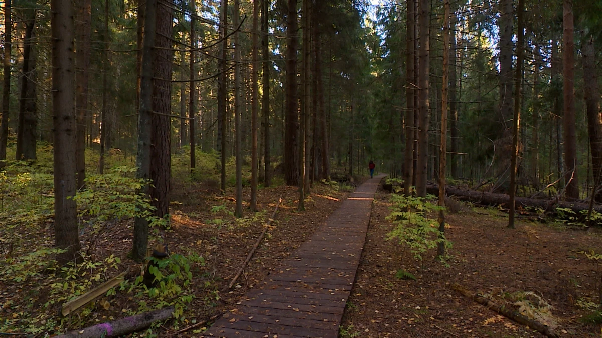 928 миллионов рублей направят на сохранение природных территорий Петербурга - tvspb.ru