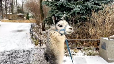 В Ленинградском зоопарке показали прогулку альпаки Брецель по ноябрьскому снегу