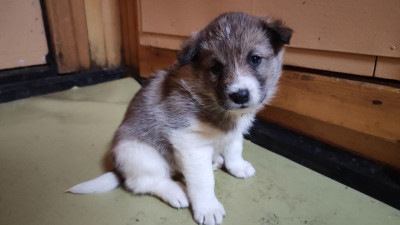 Рекордные пятеро щенков родились у собаки Тайги на полярной станции в Арктике