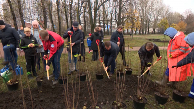 В Петербурге высажено более 270 тысяч различных растений