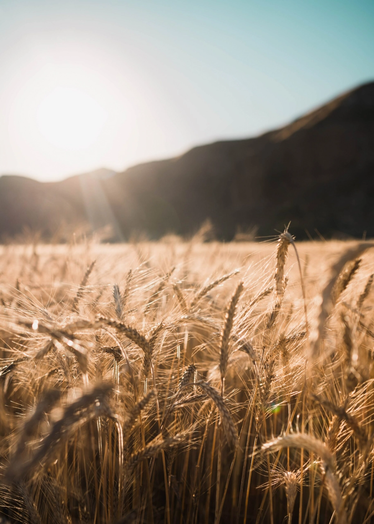 Россия стала лидером на рынке пшеницы - tvspb.ru
