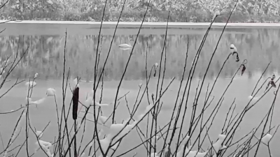 Одинокого лебедя заметили на озере в деревне Будогощь в Киришском районе