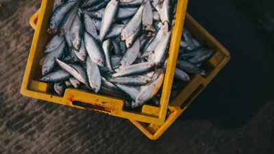 В январе рыбаки Азово-Черноморского бассейна нарастили вылов на 37%