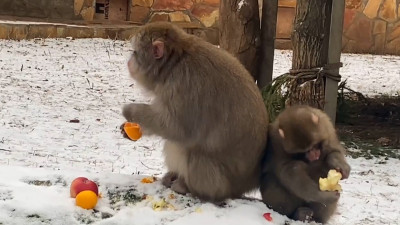 Ленинградский зоопарк показал, как японские макаки чистят мандарины