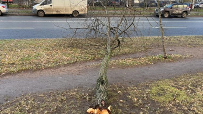 Петербуржцев призвали сообщать о поваленных ветром деревьях