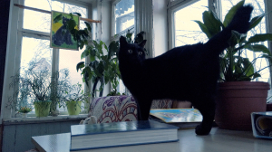 Самая читающая кошка Петербурга – Багира, котохранительница библиотечного культурно-досугового центра «Старт»