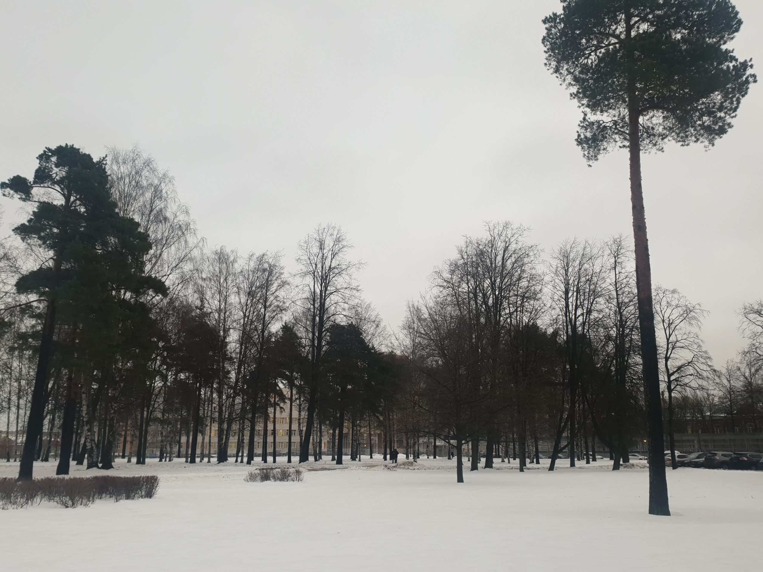 В Петербурге появится Сад Милосердия в память о погибших в пандемию медиках  | Телеканал Санкт-Петербург