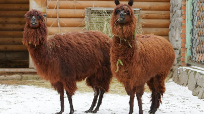Альпака Гренка из петербургского зоопарка отметила первый юбилей